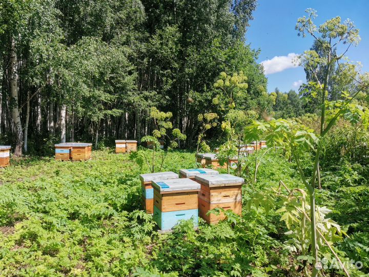 Продам мед оптом