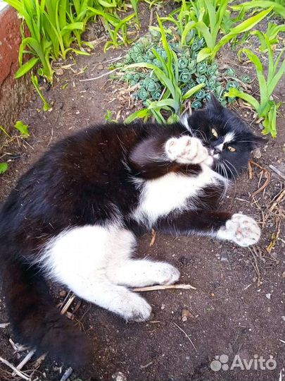 Кошка ищет дом