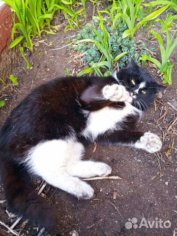 Кошка ищет дом