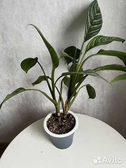 Аглаонема страйпс