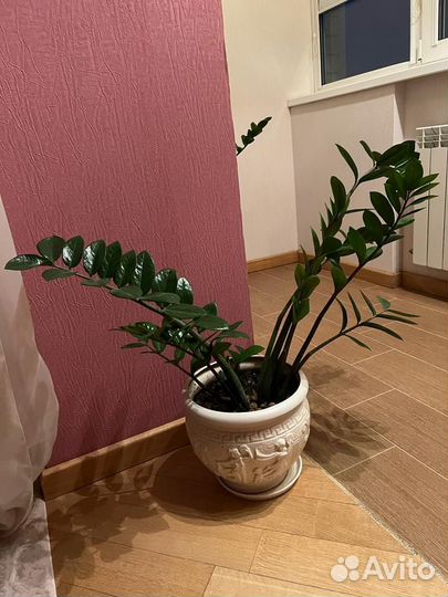 Замиокулькас