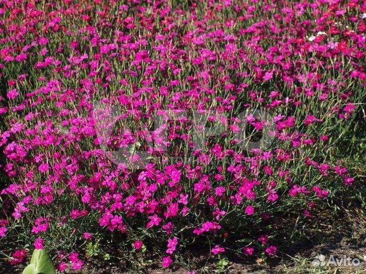 Гвоздики низкорослые(оптом, в розницу)