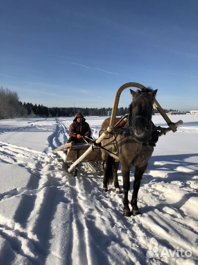 Верховая езда