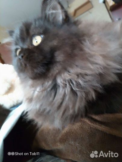 Персидская девочка