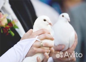 Белые голуби на свадьбу