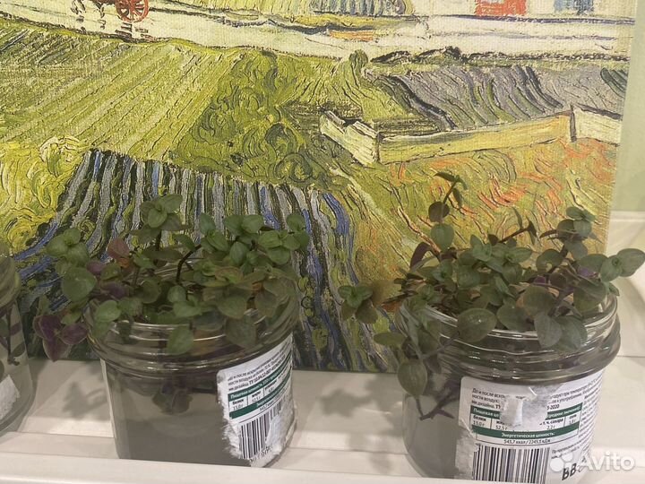 Черенки гибискуса, каллизии, плюща