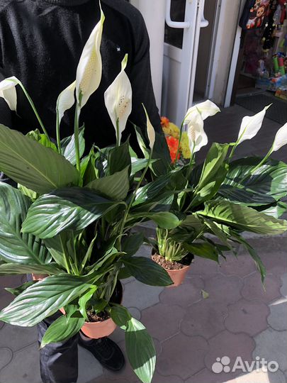 Спатифиллум купидо много цветоносов