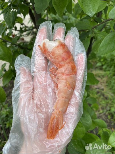 Лангустины