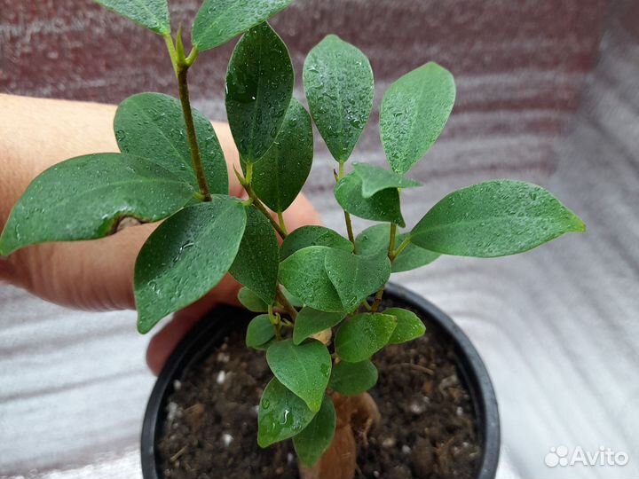 Тисс ягодный Давид. Фикус ретуза