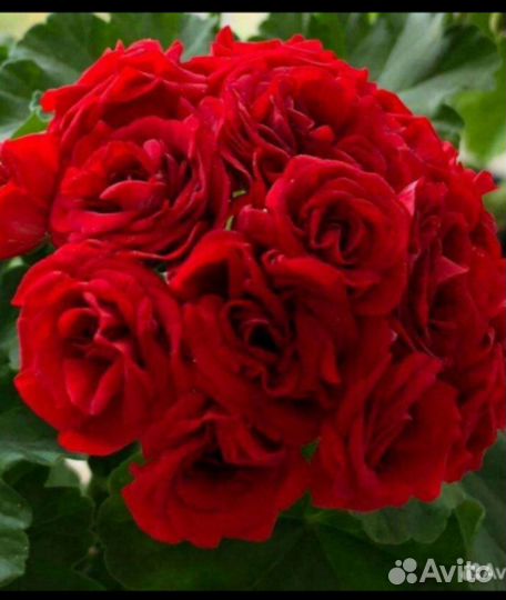 Пеларгония герань