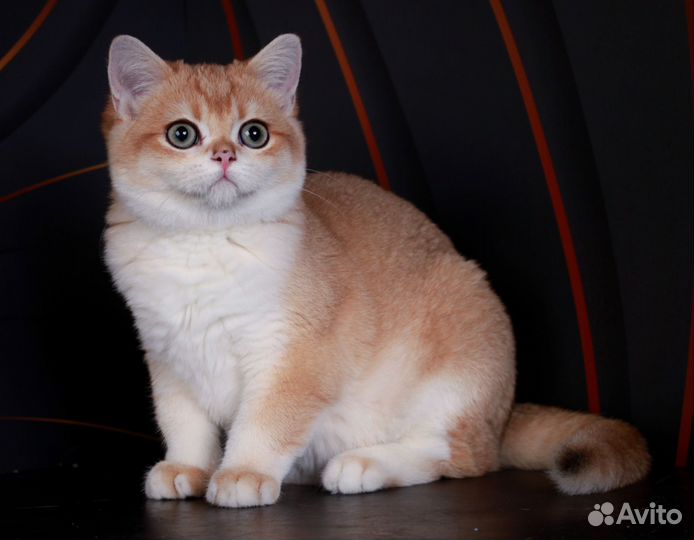 Ласковый и нежный котёнок