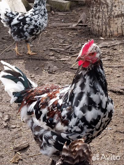 Куры петухи
