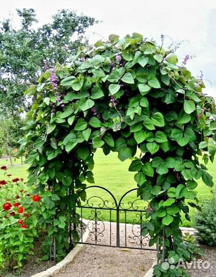 Цветы Долихос