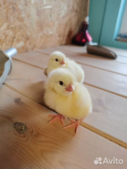 Цыплята Бройлеры, несушки цветные цыплята