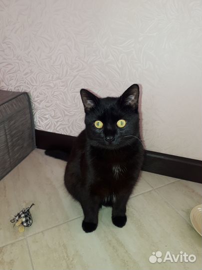 Котики бесплатно в добрые руки