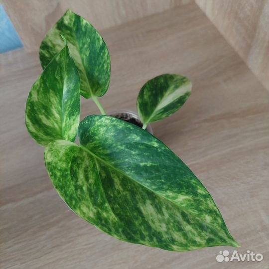 Эпипремнум Сциндапсус