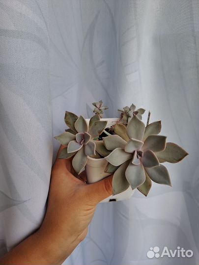 Суккуленты