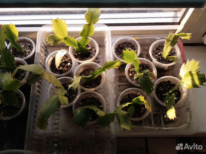 Декабристы шлюмбергера