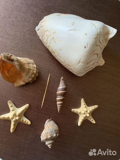 Морские раковины и звезды