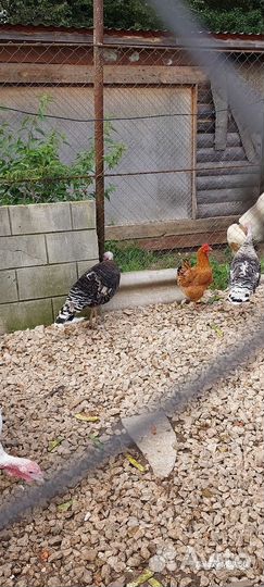 Семья индюков 4+1