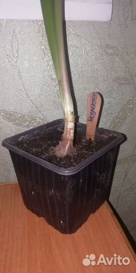 Гиппеаструм Шоумастер, детки