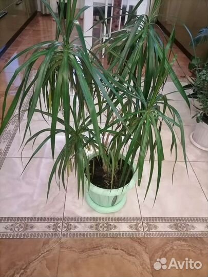 Драцена (2 Сорта)