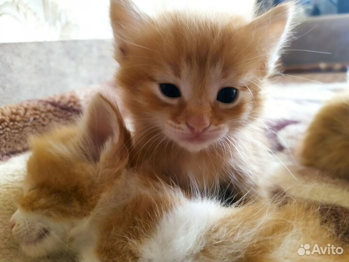 Кошка в дар бесплатно
