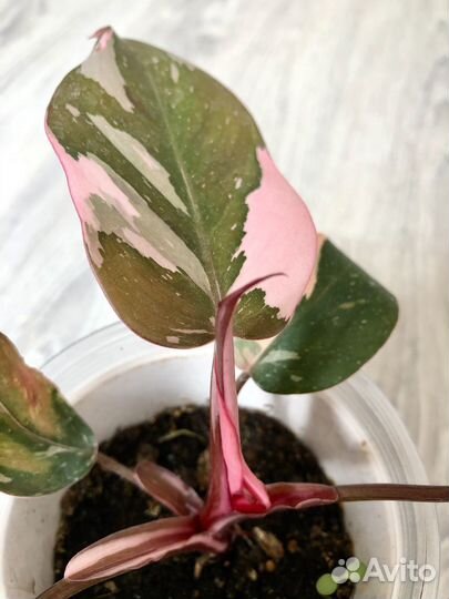 Филодендрон розовая принцесса