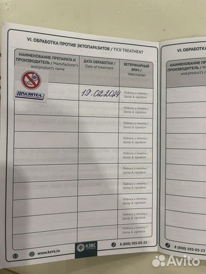 Померанский шпиц мини