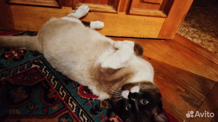 Котя ищет семью