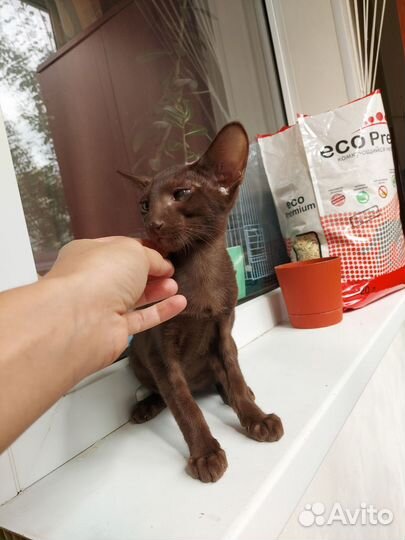 Ориентальный котенок