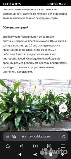 Комнатные цветы