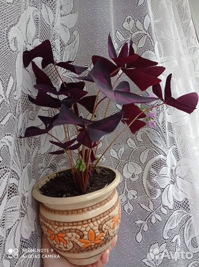 Кислица оксалис готовый цветок