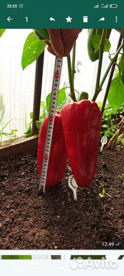 Рассада сладких перцев