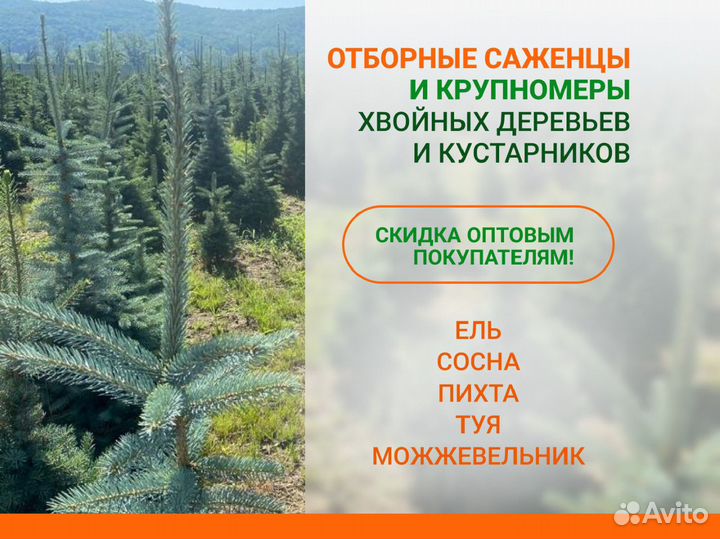 Ель, сосна, туя, пихта, можжевельник из питомника