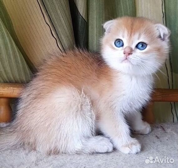 Золотой вислоухий мальчик. Ny 12 Питомник