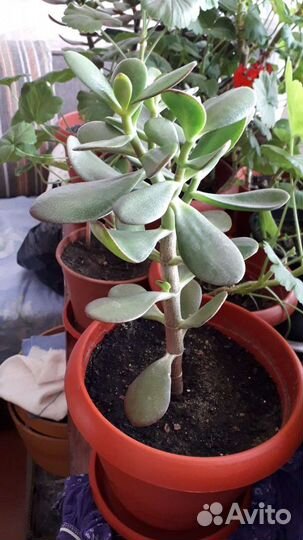 Денежное дерево (толстянка, крассула)