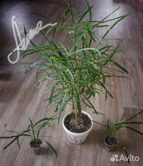 Кодиеум кротон Пиктум Спот