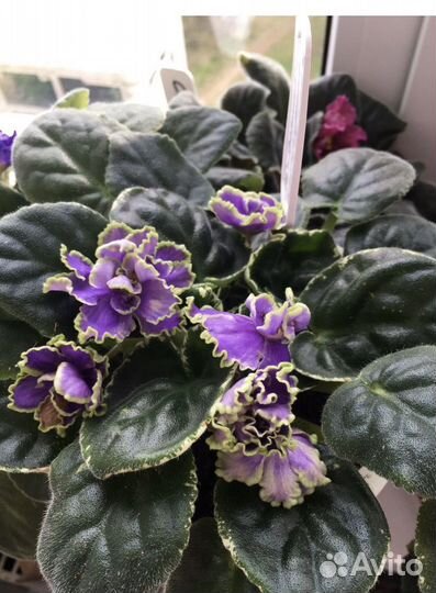 Сортовые фиалки