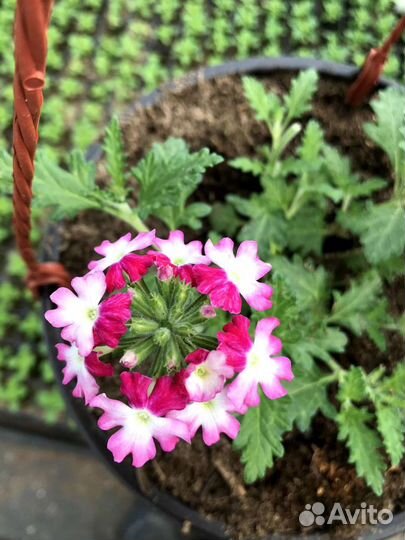 Петунья вегетативная