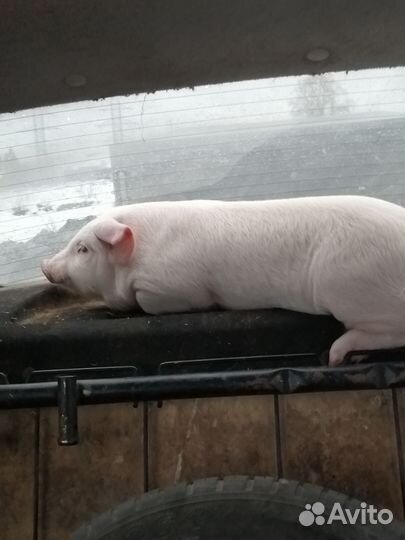 Поросята домашние