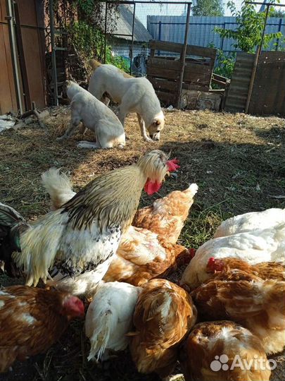 Яйцо домашнее куриное