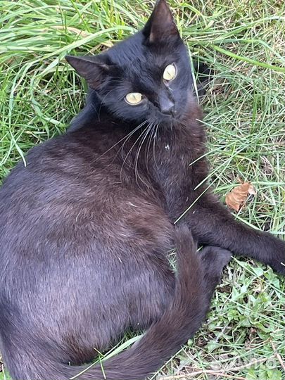 Ласковая кошечка Шура в добрые руки