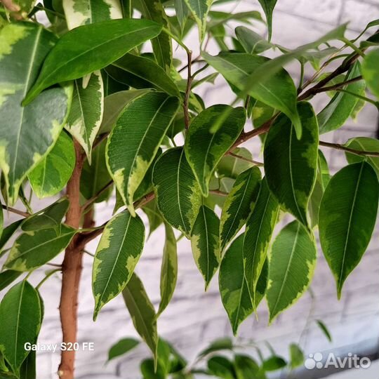 Фикус бенджамина Кинки, Наташа