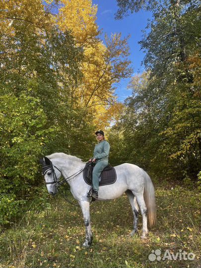 Прогулки на лошадях. Обучение. Прокат