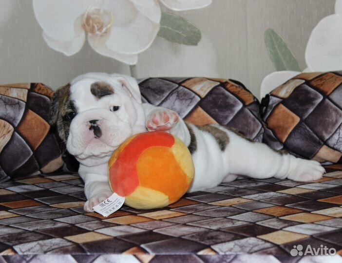 Английский бульдог