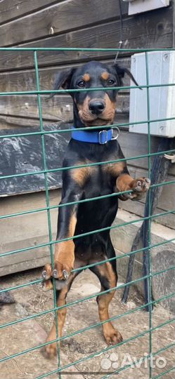 Немецкий пинчер щенки
