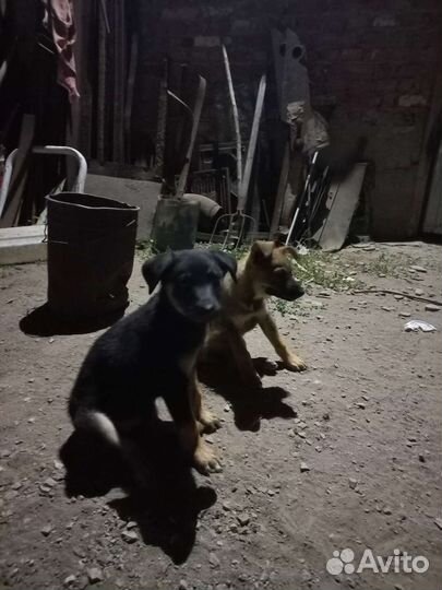 Кутята от беспородистой дворовой собаки