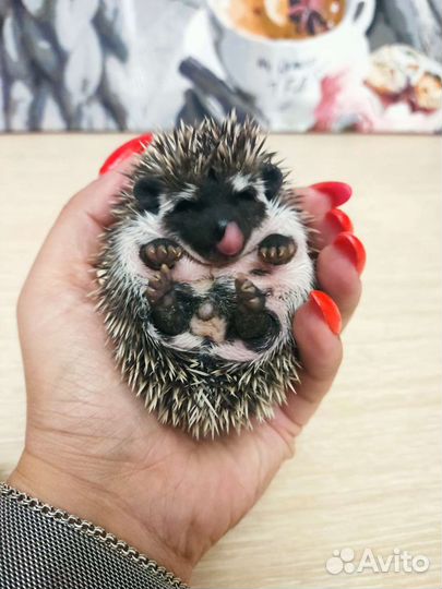 Африканский карликовый ежик