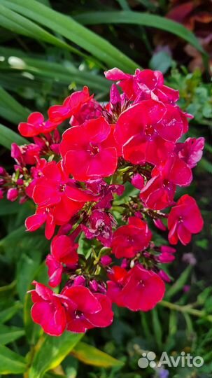 Флоксы сортовые в наличии, 170 сортов